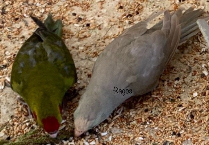 Kakariki’s, Dieren en Toebehoren, Meerdere dieren, Parkiet, Geringd