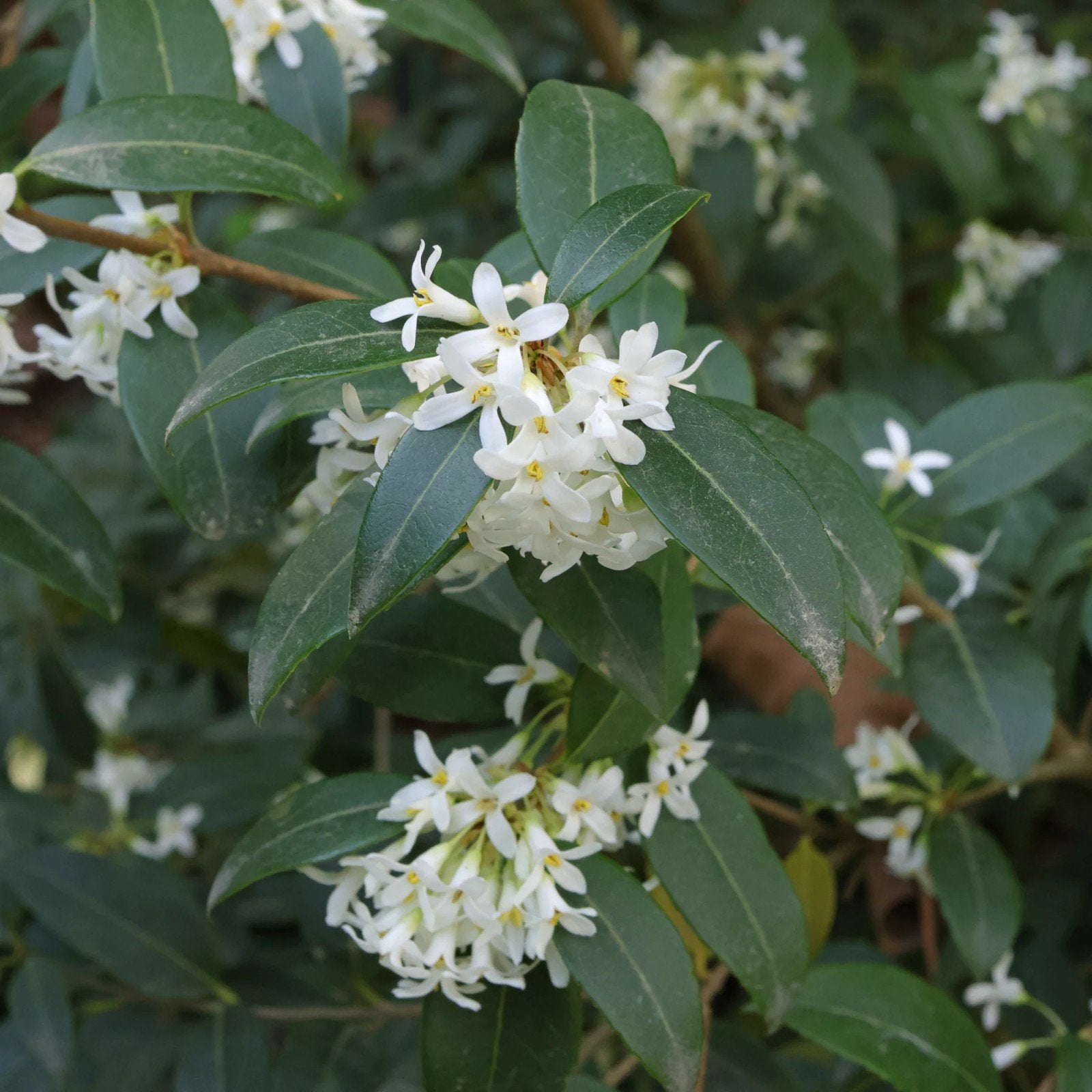 Osmanthus burkwoodii, Tuin en Terras, Ophalen