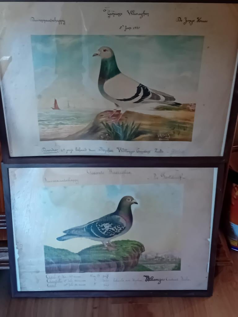 Duiven diploma's duiven colombofiel duif
