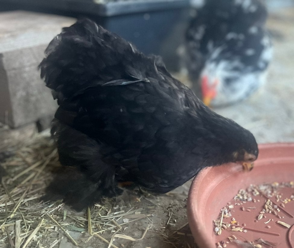 Cochin kriel hennen, Dieren en Toebehoren, Vrouwelijk, Kip