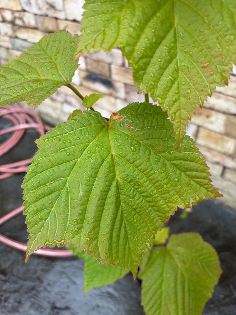 Acer davidii, slangenhuidesdoorn (klein), Tuin en Terras, Planten | Fruitbomen, Ophalen, Herfst