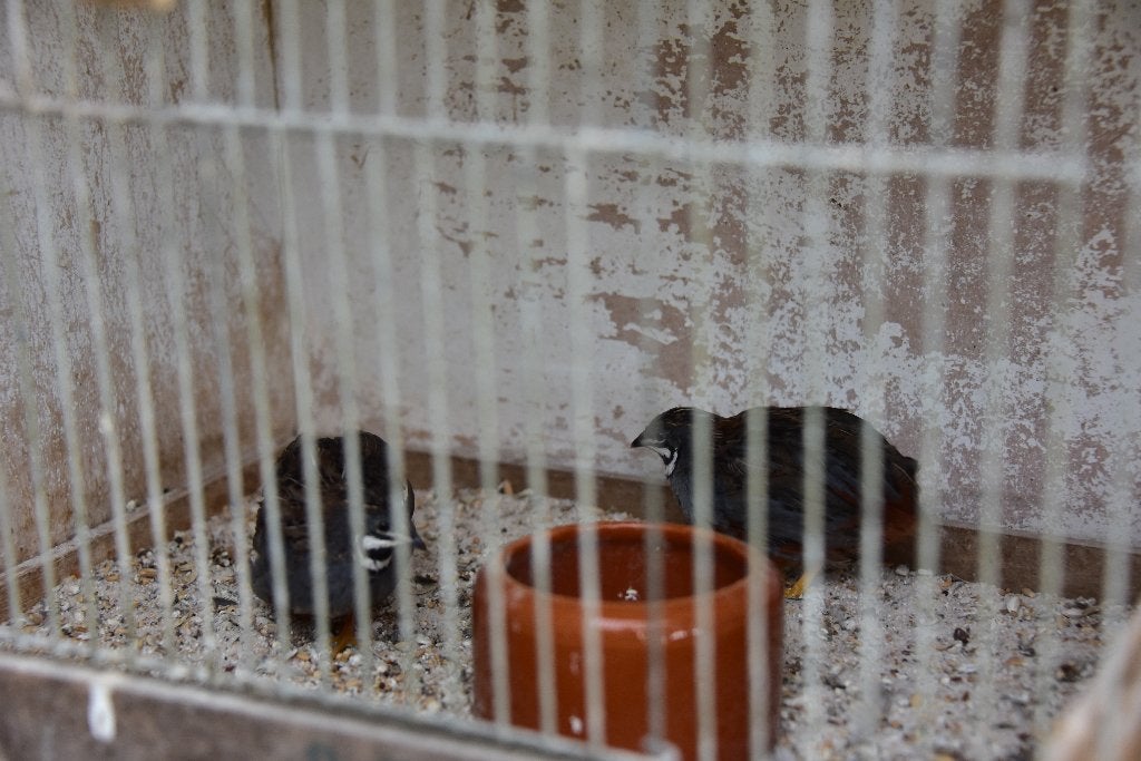 Haantjes Chinese dwergkwartel, Dieren en Toebehoren, Mannelijk, Tropenvogel