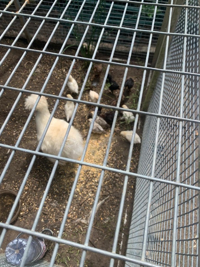 jonge kuikens, Dieren en Toebehoren, Pluimvee