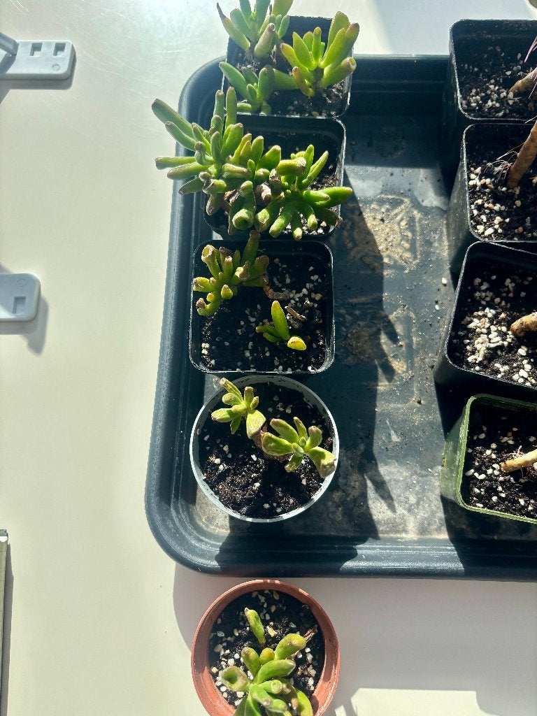 Crassula jade gollum succulente, Maison & Meubles, Plantes d'intérieur, Plante succulente, En pot, Moins de 100 cm, Plante verte