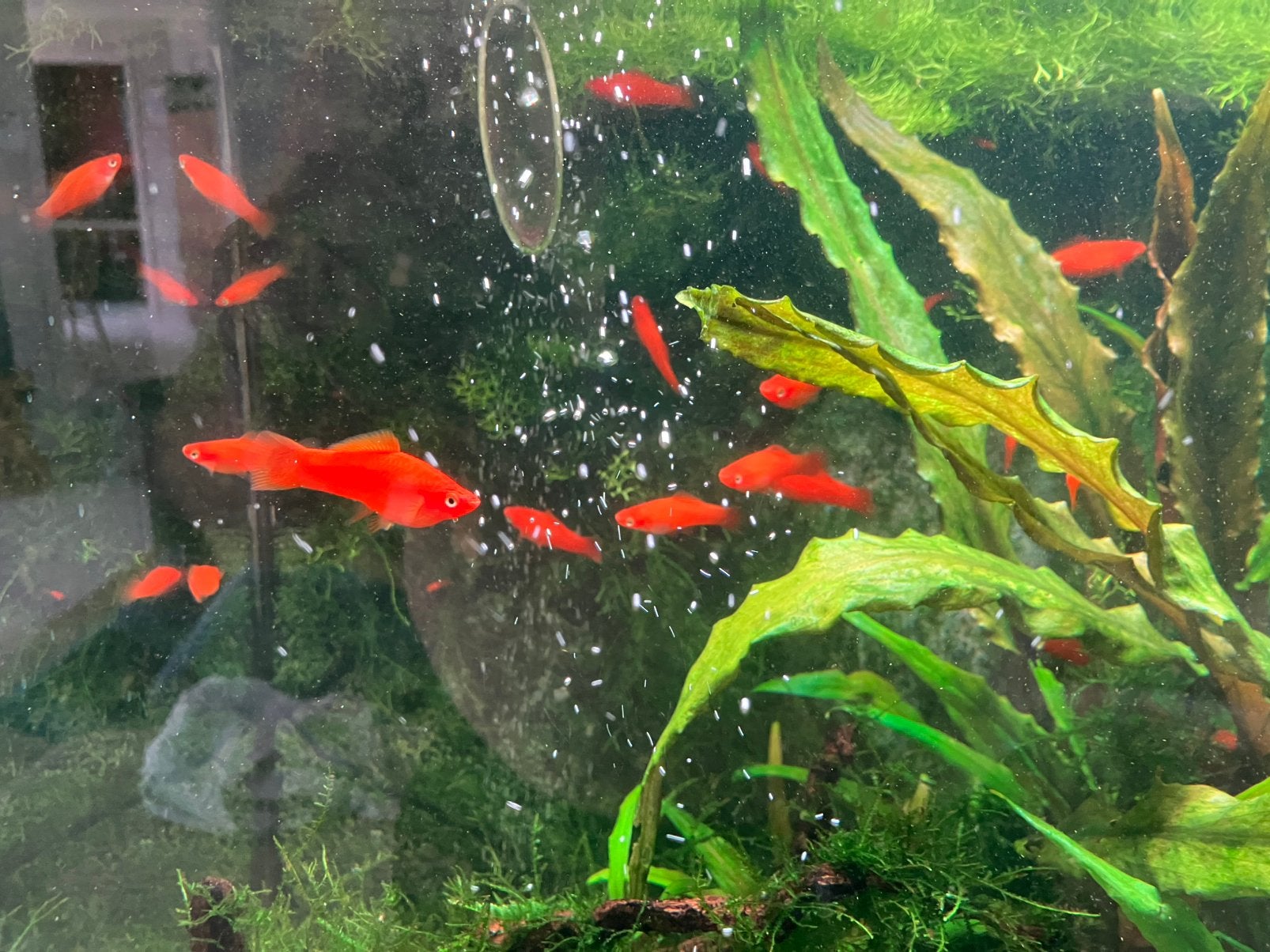 Zwaarddrager jonge visjes, Animaux & Accessoires, Poissons | Poissons d'aquarium, Poisson, Poisson d'eau douce, Banc de poissons
