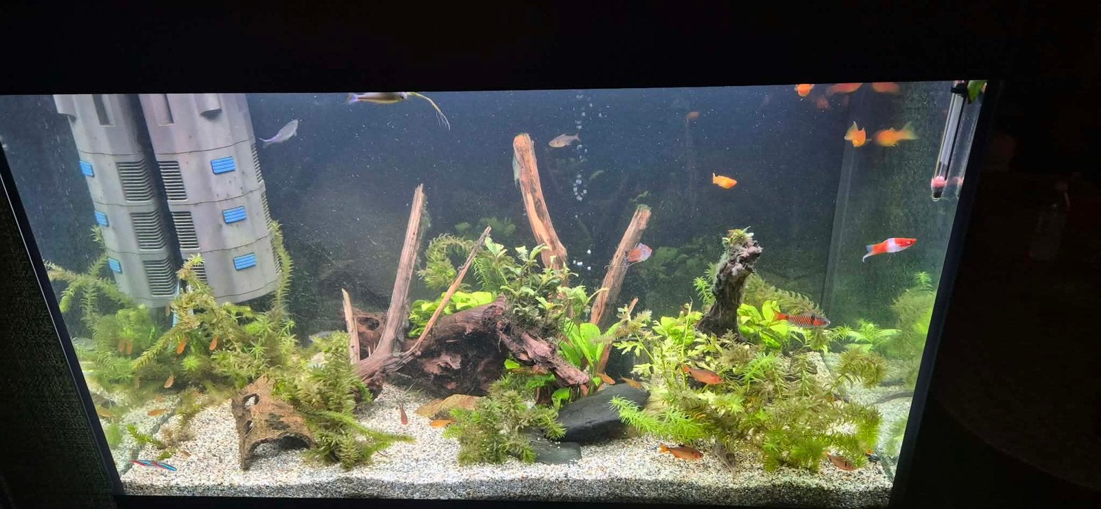 Aquarium 80 cm op 40 cm hoogte 55 cm, Dieren en Toebehoren, Ophalen, Oase, Inclusief toebehoren, Gevuld zoetwateraquarium