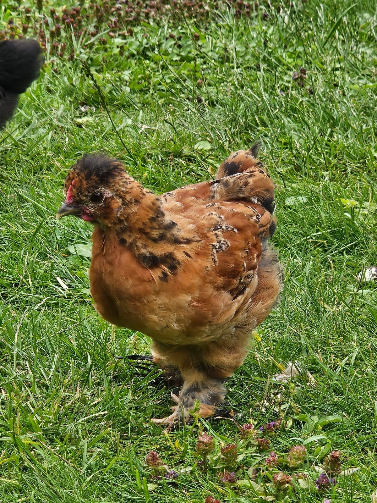 Cochinkriel haan 2 maand zoekt goede thuis., Dieren en Toebehoren