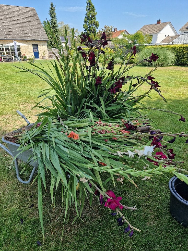 Uitgebloeide gladiolen voor de knollen 20€ voor allemaal, Volle zon, Vaste plant, Zomer, Ophalen