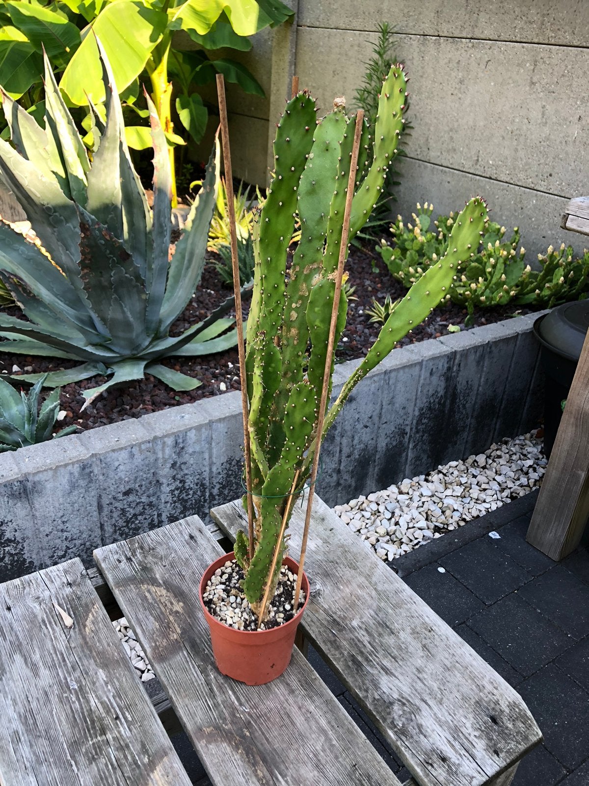Verschillende cactussen, Tuin en Terras, Planten | Tuinplanten, Ophalen