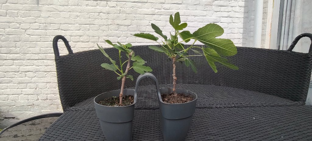 2 figuiers de 40 cm, Jardin & Terrasse, Figuier, Moins de 100 cm, Enlèvement, Ombre partielle