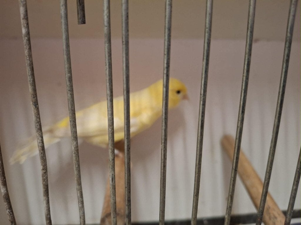 mooie kanarie, Dieren en Toebehoren, Vogels | Kanaries