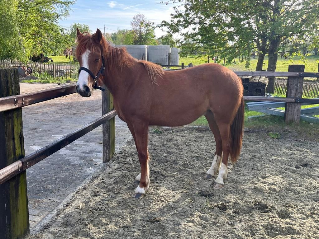 3 jarige D pony merrie Wacko x  Calipso, Jument