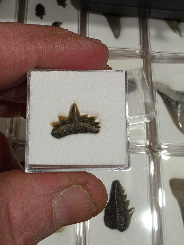 Symhy nothorinchus primigemius d'Anvers de qualité supérieur, Enlèvement ou Envoi, Fossile