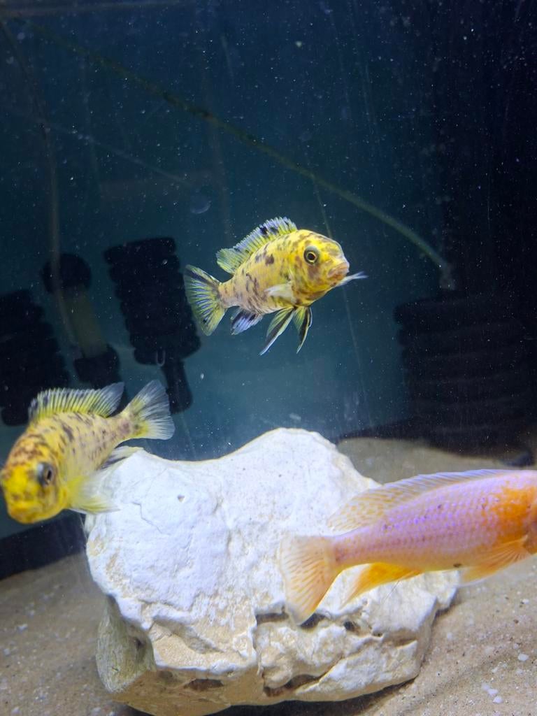 Cichlides malawi tropheops otter point 7-8 cm, Dieren en Toebehoren
