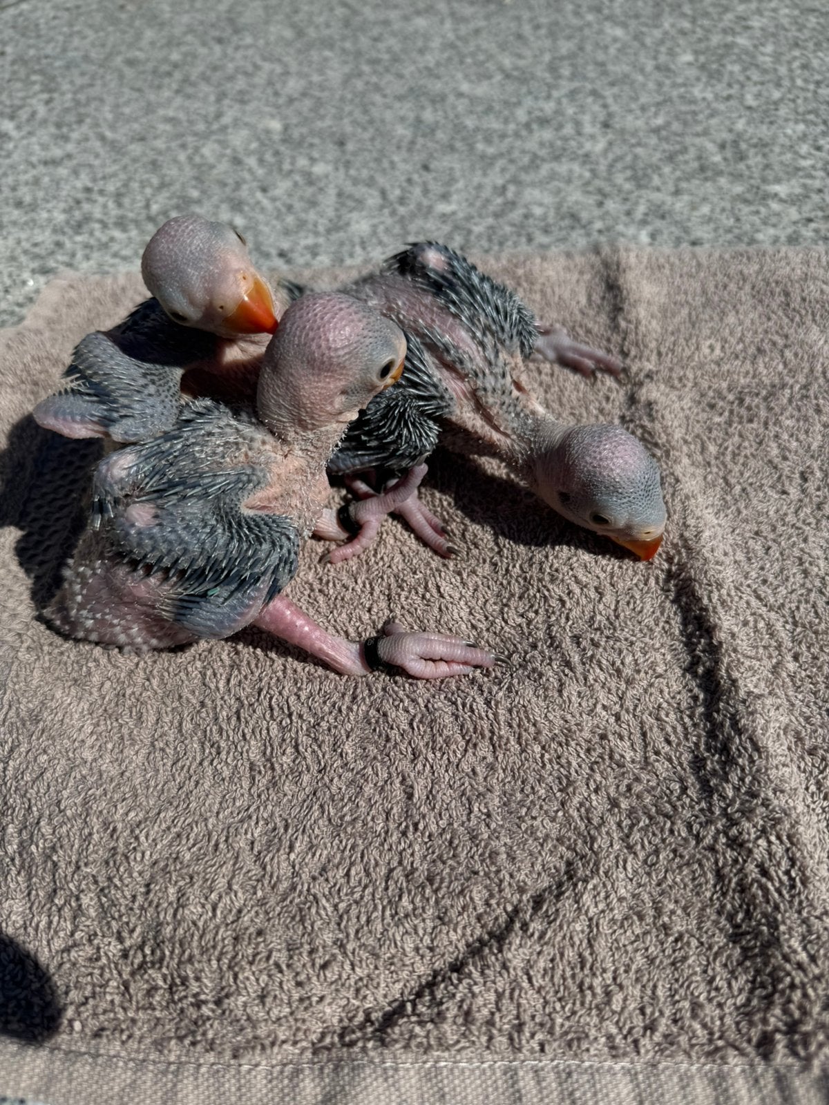 Jonge halsbandparkieten, Dieren en Toebehoren, Tam
