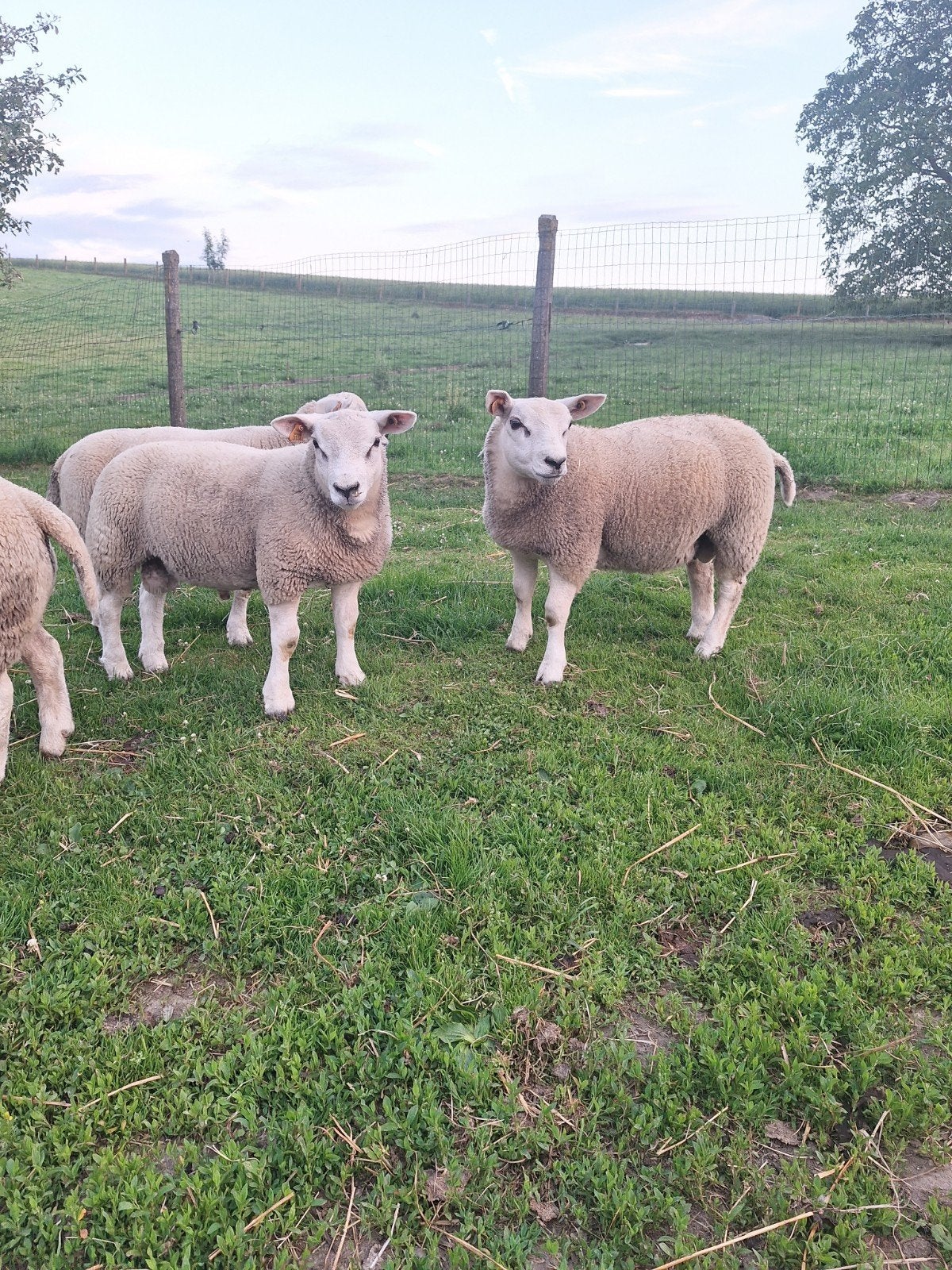 Engelse (franse) texelaar ramlammeren, Mâle, Mouton