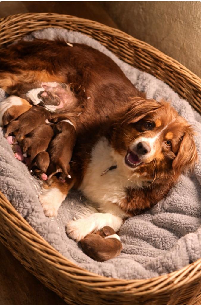 Miniature american shepherd reutjes - belgische stamboom, Dieren en Toebehoren, Honden | Herdershonden en Veedrijvers, Parvo, België