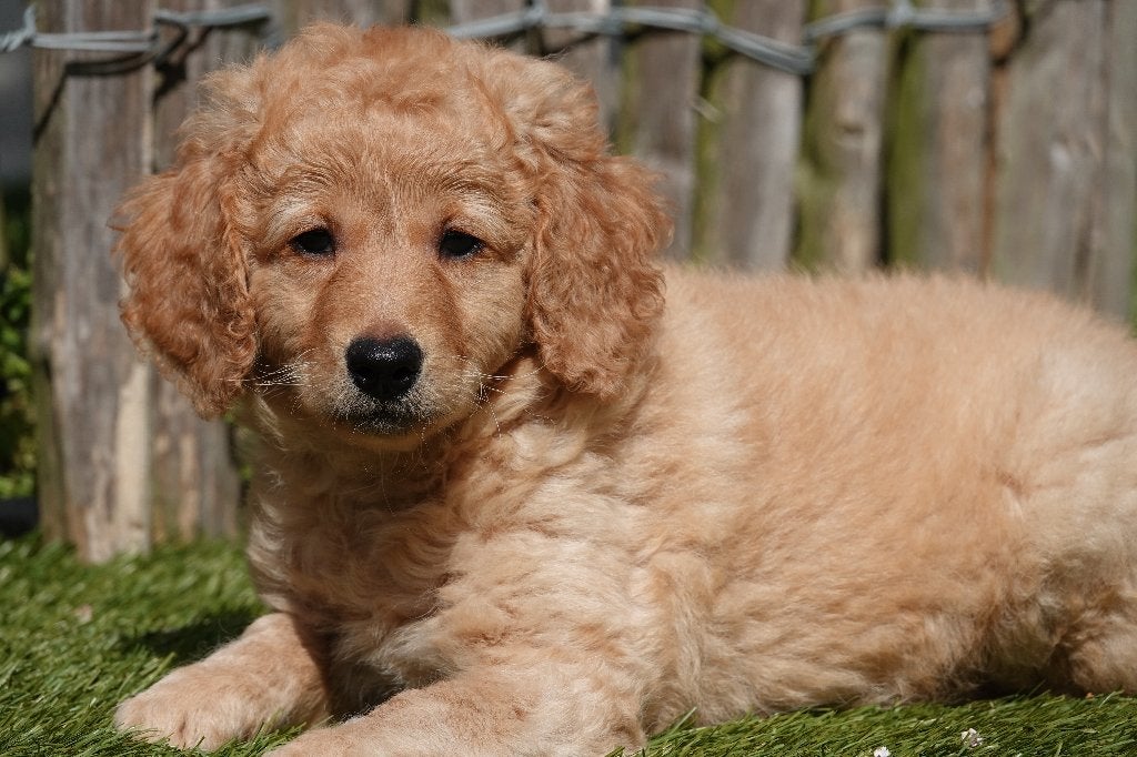 Chiots Apricot Labradoodle (type labrador), avec pedigree, Autres races, Plusieurs, Hépatite contagieuse (maladie de Rubarth)