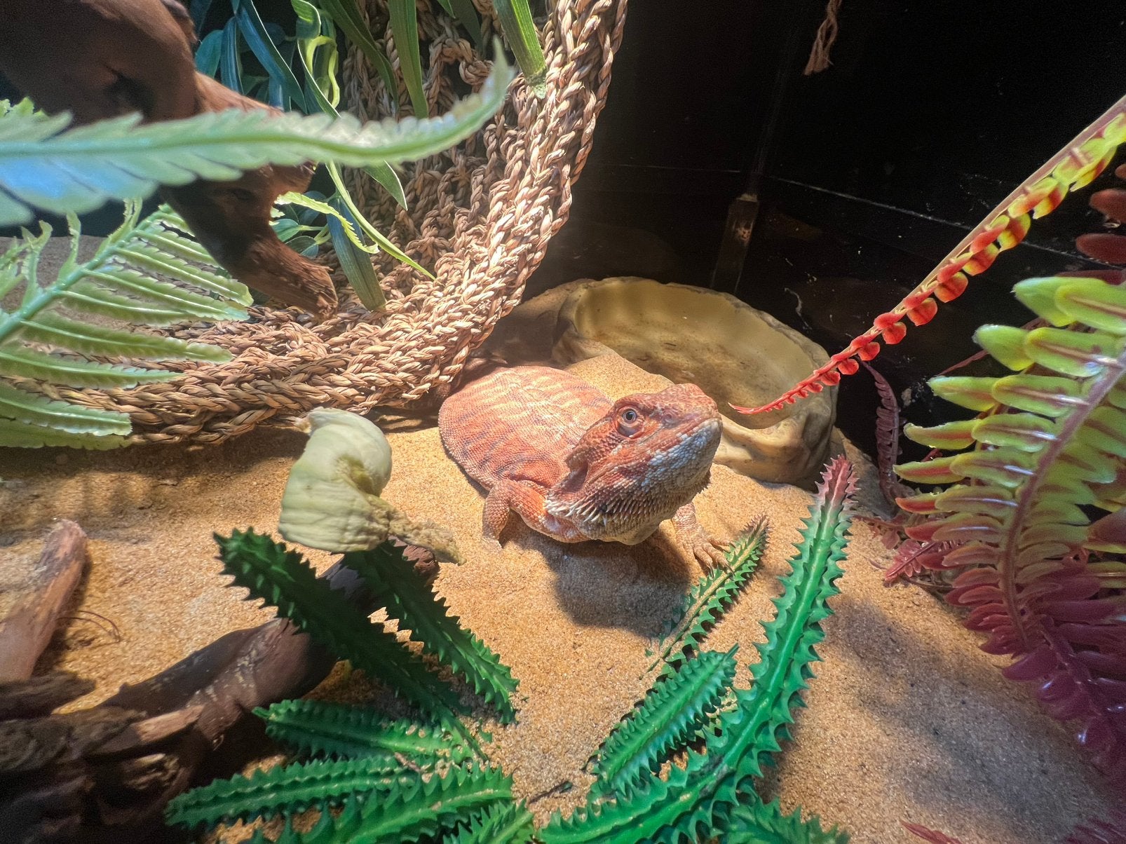 Baardagaam rex, Met terrarium, 0 tot 2 jaar