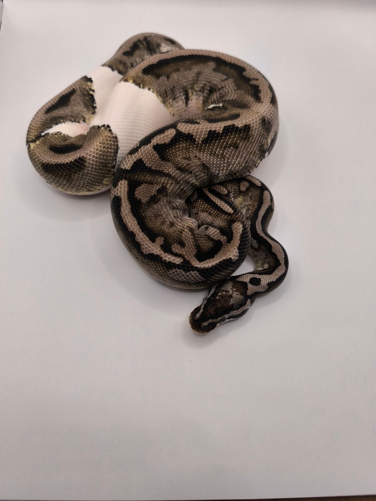 0.1 axanthic vpi pied 2025, Dieren en Toebehoren