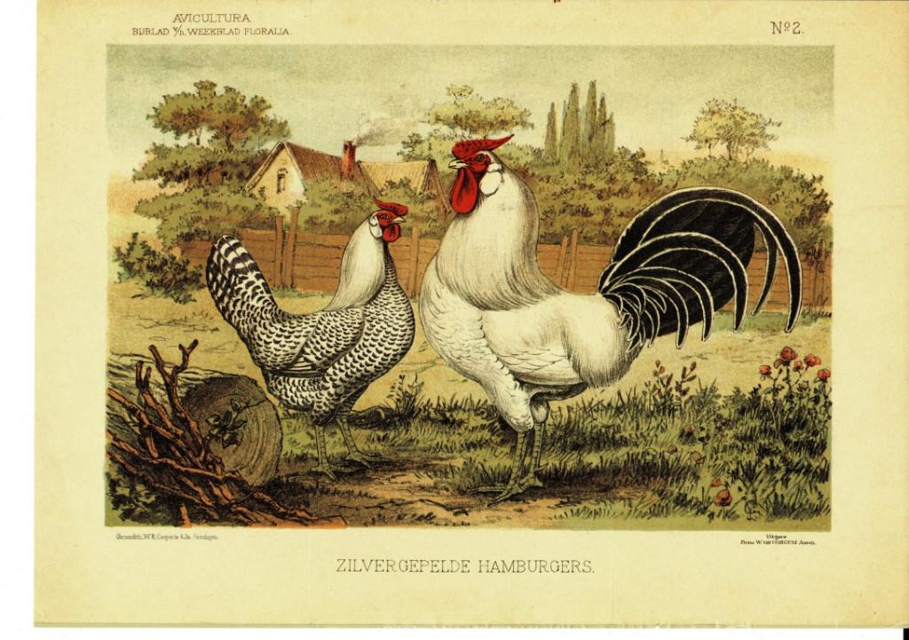 heruitgave litho's rashoenders, eenden,fazanten, Dieren en Toebehoren