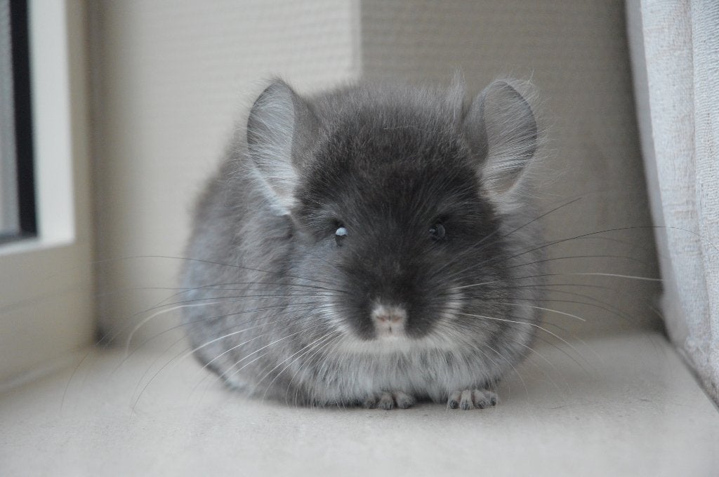 chinchilla Black Pearl Angora bokje, Dieren en Toebehoren, Knaagdieren, Chinchilla, Mannelijk, Mei, Tam