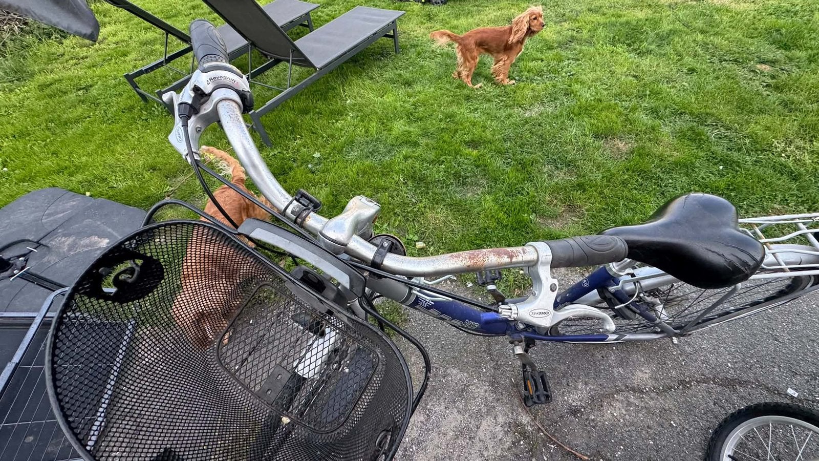 Vélo pour femme, Vélos & Vélomoteurs, Enlèvement, Utilisé