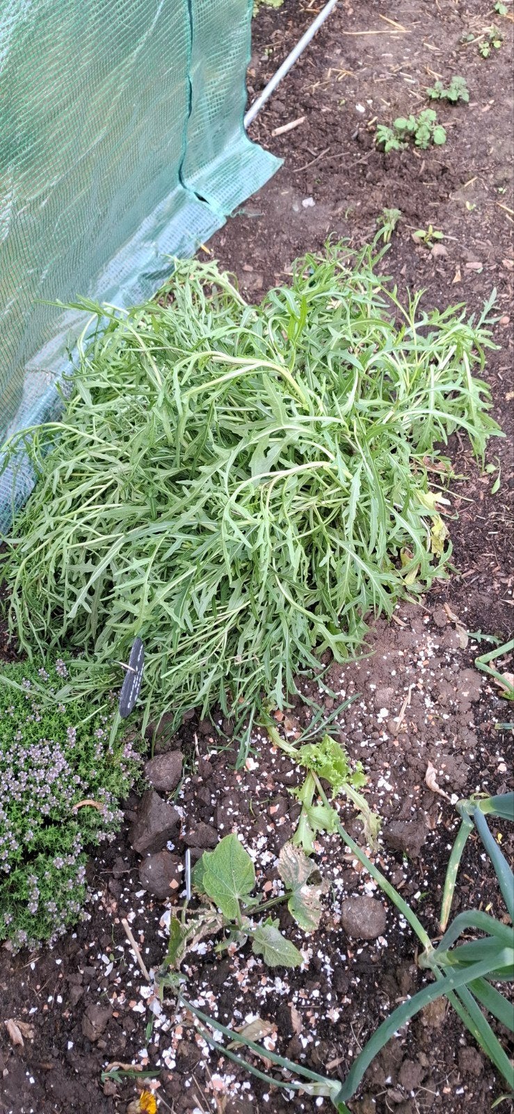 Verkoop van 100% biologische groenten, Tuin en Terras, Planten | Tuinplanten, Ophalen