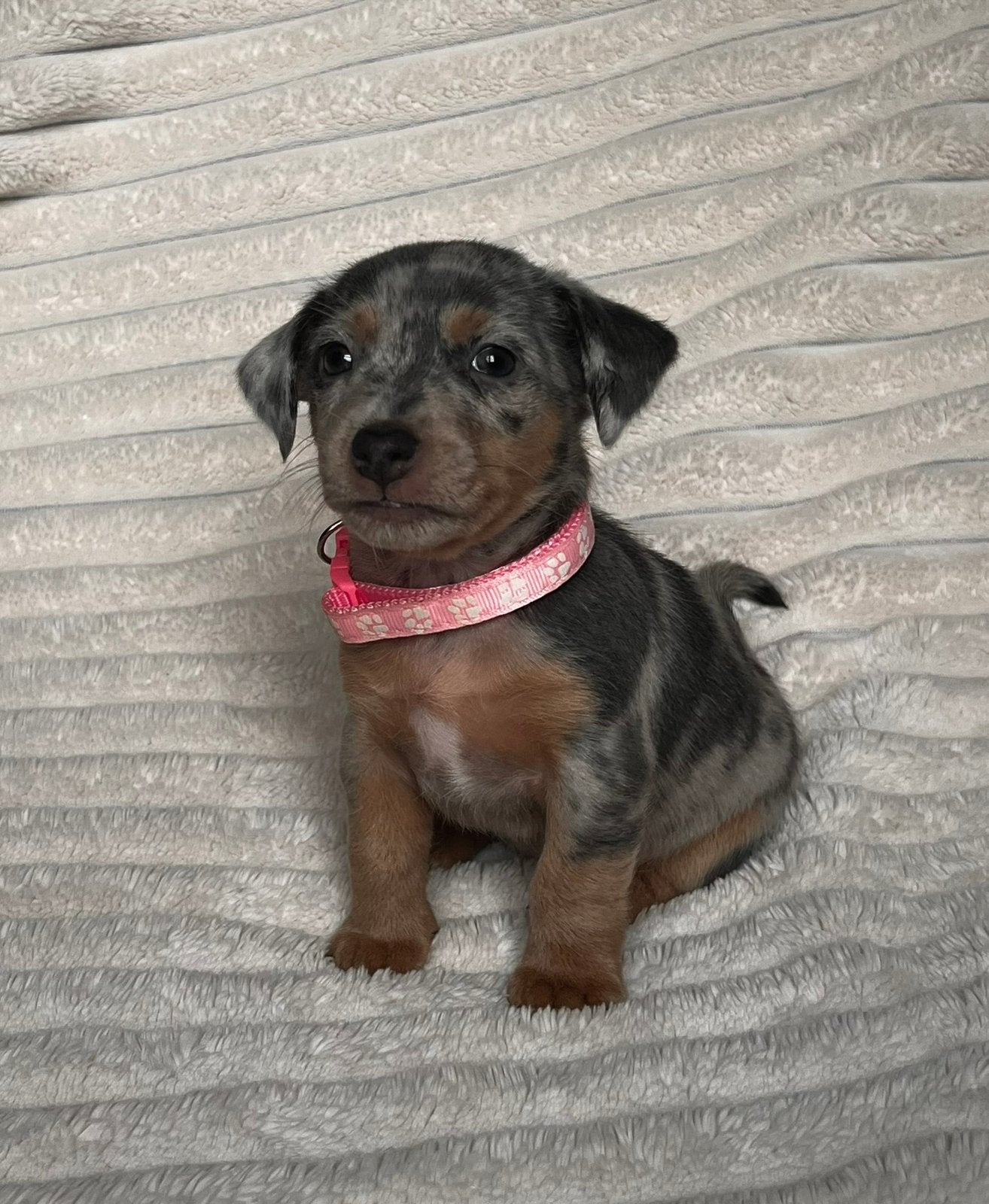 Jack russel pups ,silvergrey merle en blue and tan, Dieren en Toebehoren, België, Fokker | Hobbymatig, Jack Russell Terriër, CDV (hondenziekte)
