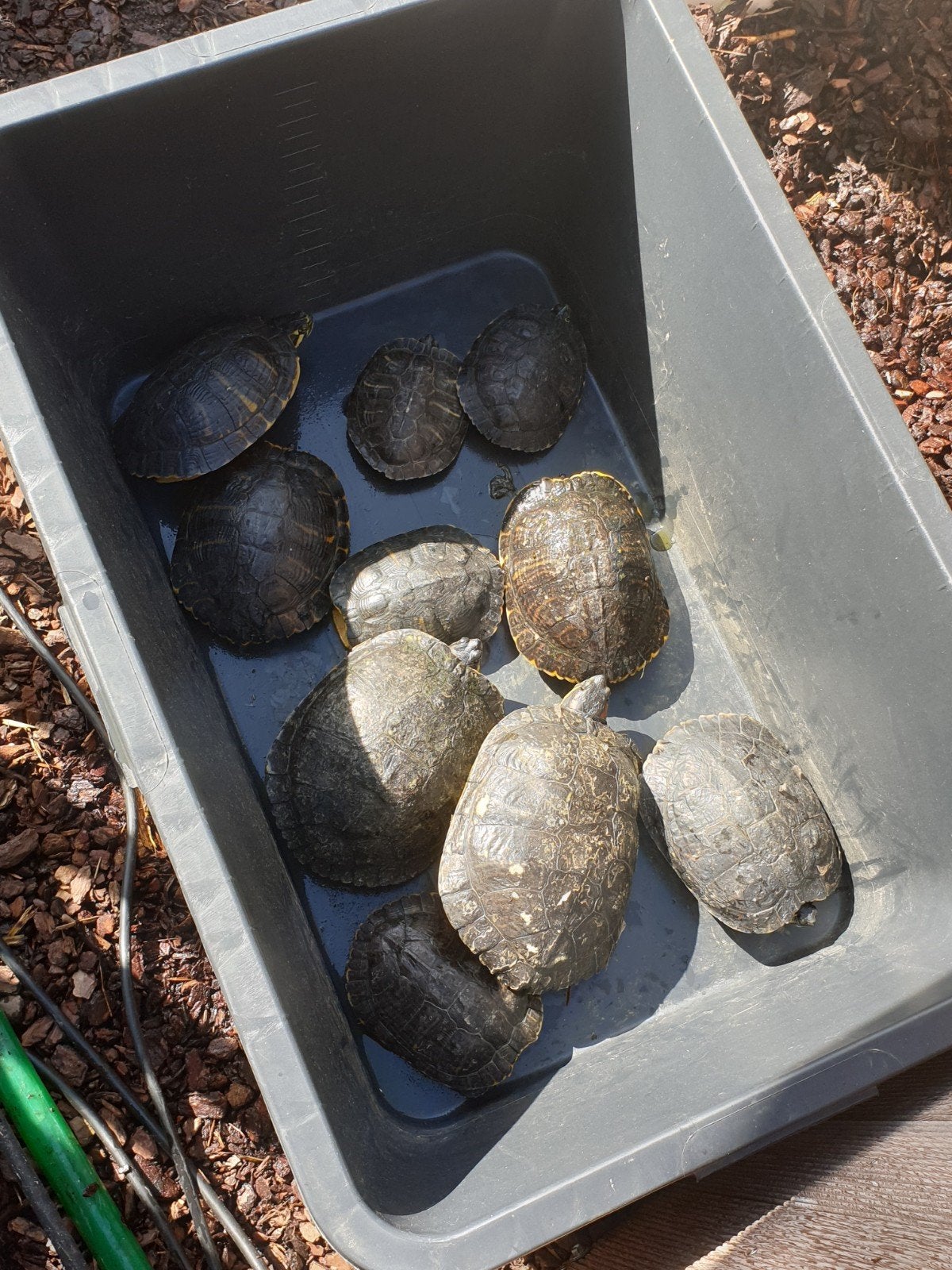 Waterschildpadden, Animaux & Accessoires, Animaux Autre, Juin, Mâle