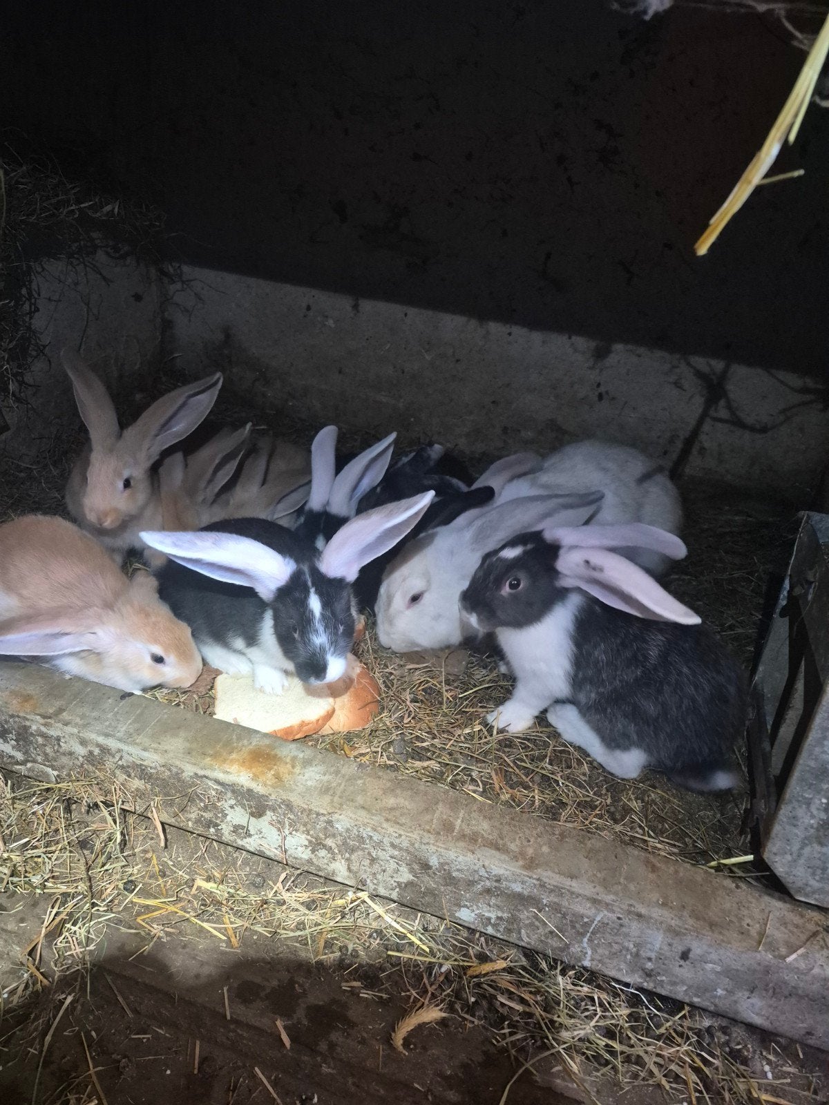 Vlaamse reuzen, Dieren en Toebehoren, Meerdere dieren, Groot, 0 tot 2 jaar
