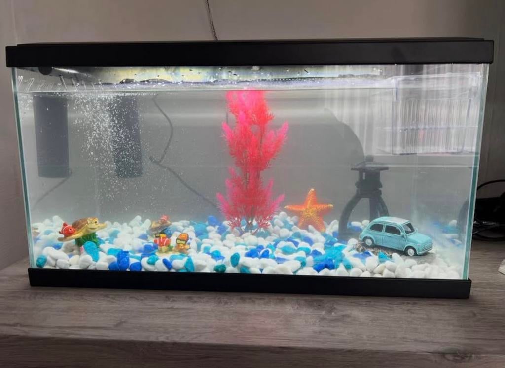 Visbak, Dieren en Toebehoren, Ophalen, Decoratie, Overige merken, Inclusief vissen