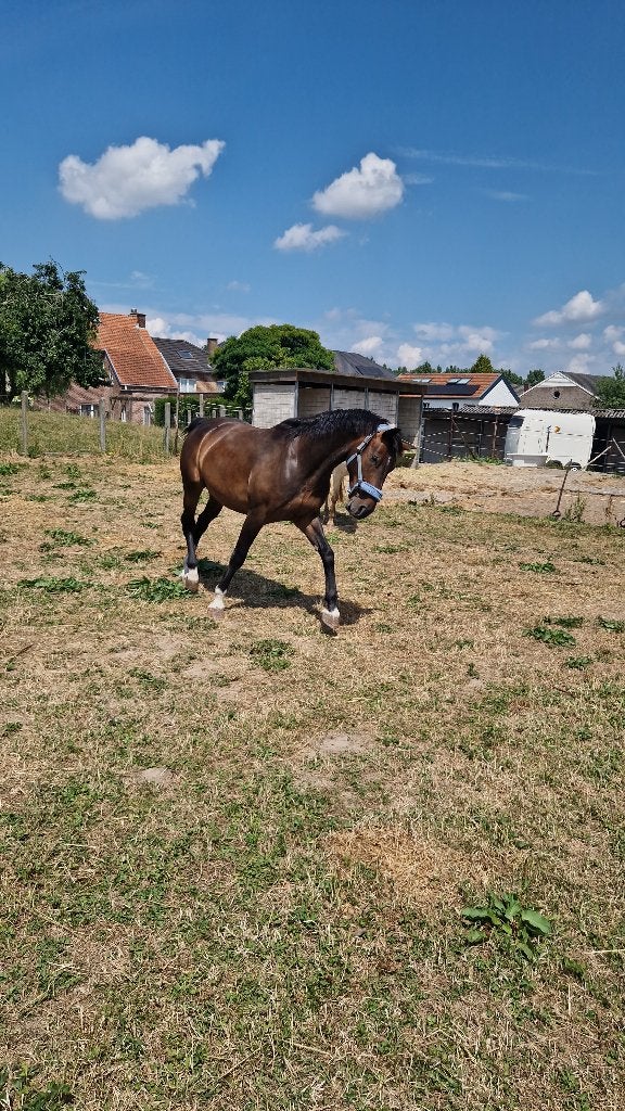 Mooi paard (ruin), Dieren en Toebehoren, Ruin, 165 tot 170 cm, Recreatiepaard, 3 tot 6 jaar