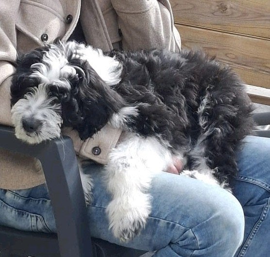 Hond, Enlèvement