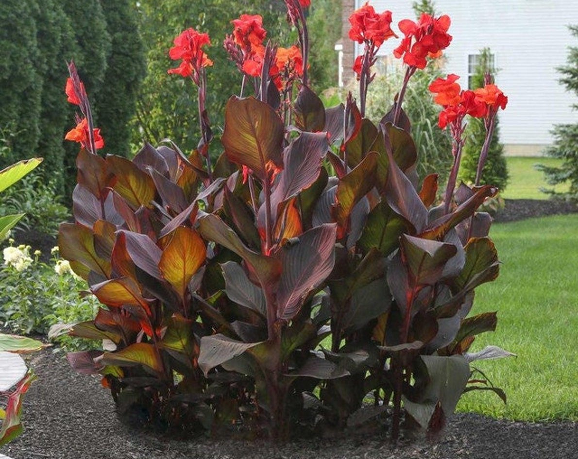 Canna plant, Jardin & Terrasse, Enlèvement