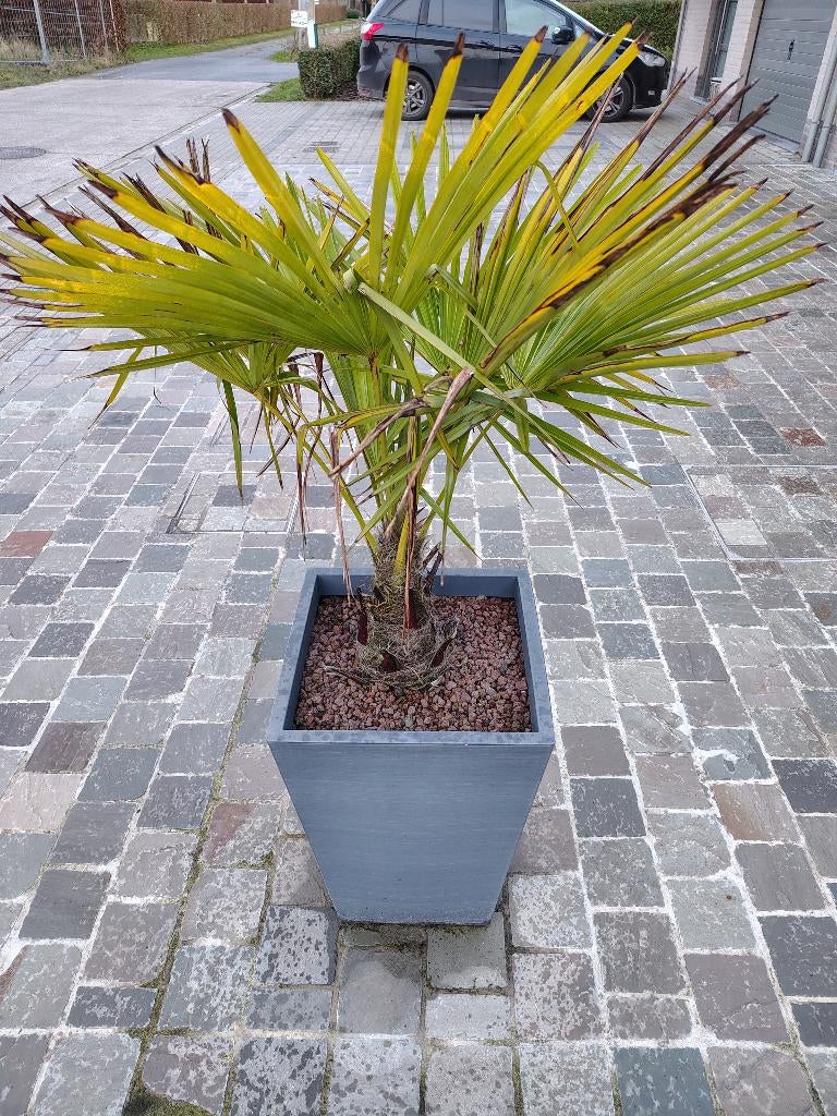 BUITENPALM, Ophalen, Vaste plant