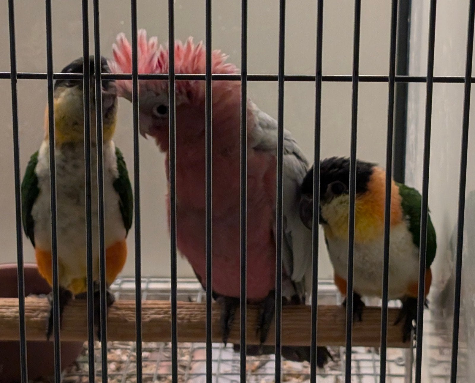 Handtamme rose kaketoe en zwartkop caique's, Dieren en Toebehoren, Tam
