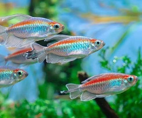 Congo Tetra, Ophalen, Tetra
