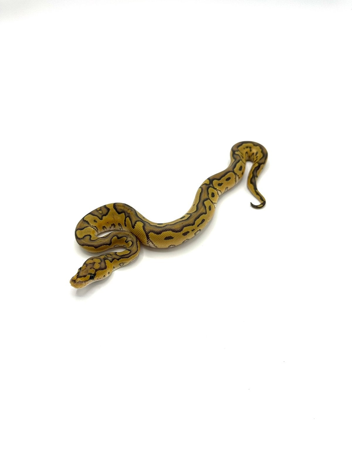 Diverse Python regius - koningspythons Ball Python photo 12