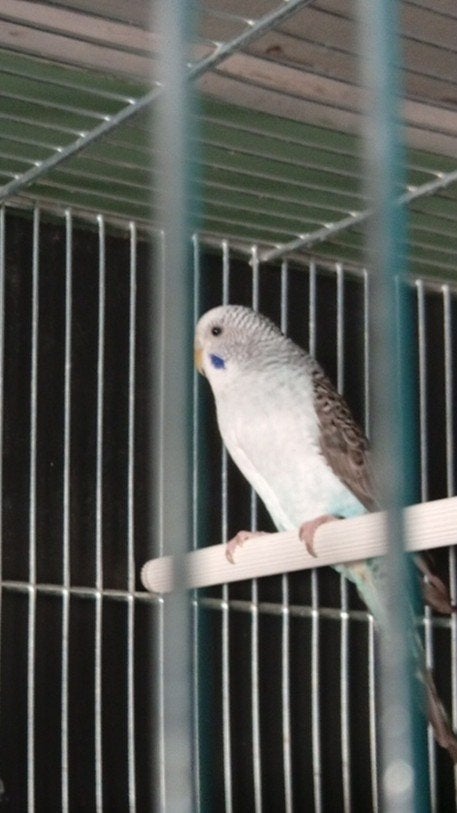 blackwing pop 26, Animaux & Accessoires, Oiseaux | Perruches & Perroquets, Femelle, Perruche, Bagué