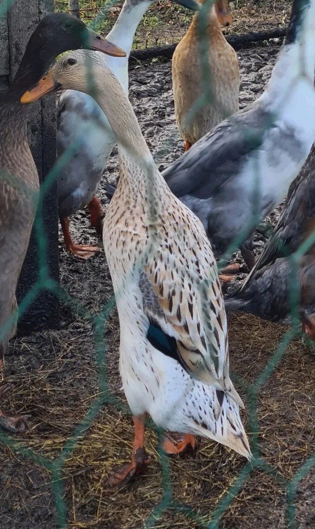 Indische loopeend vrouw, Femelle, Canard