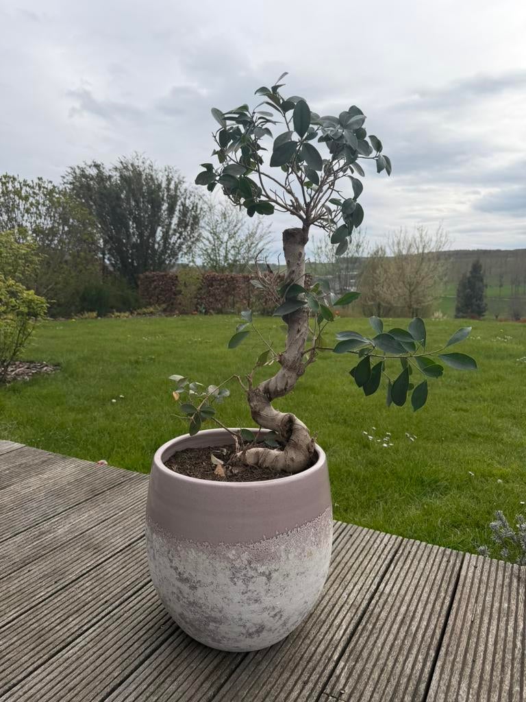 Prachtige Bonsai Ficus in stijlvolle tweekleurige pot, Halfschaduw, Overige soorten, Minder dan 100 cm, Ophalen
