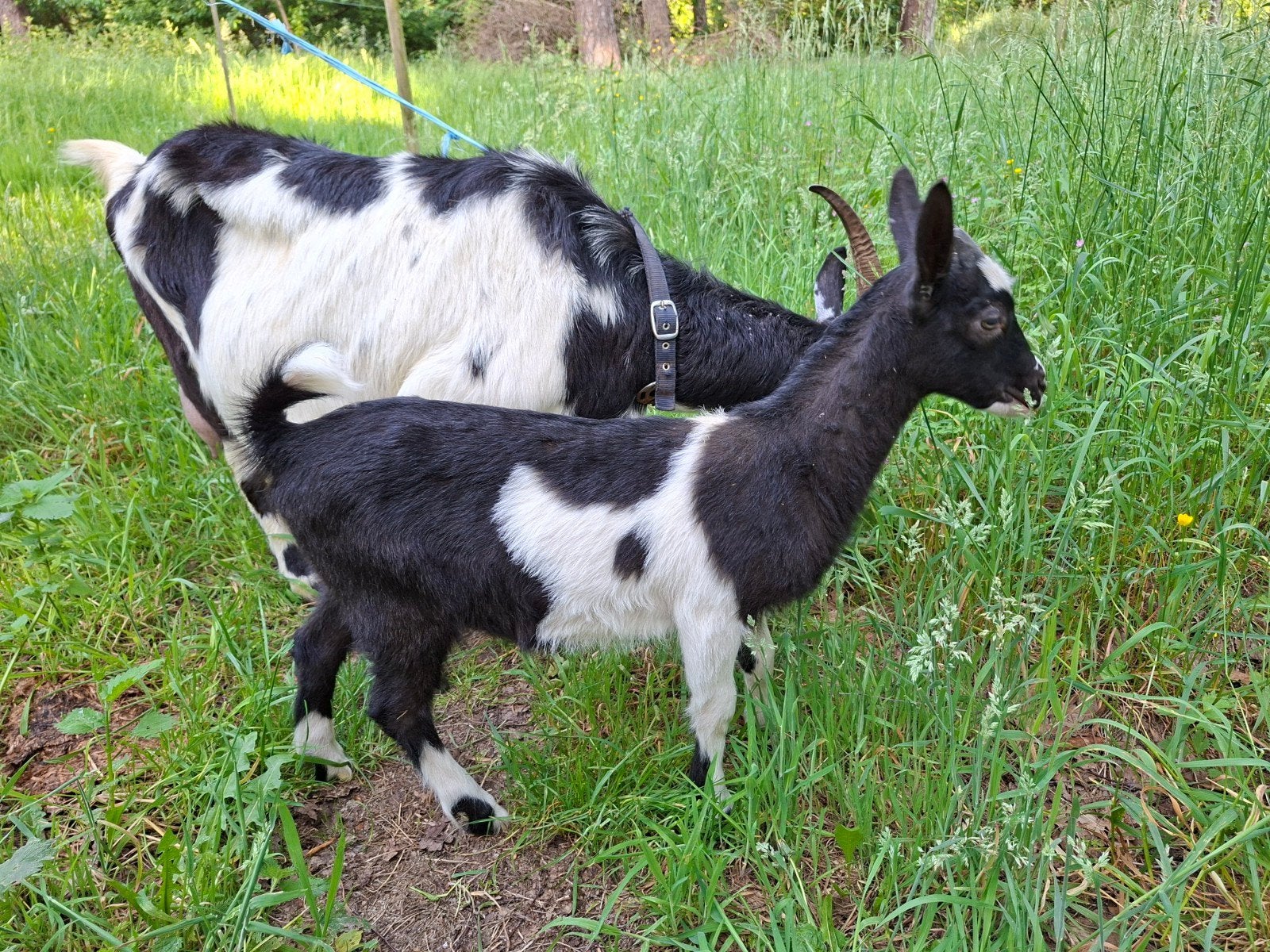 bonte nederlandse melkgeit met lam, Dieren en Toebehoren, Vrouwelijk