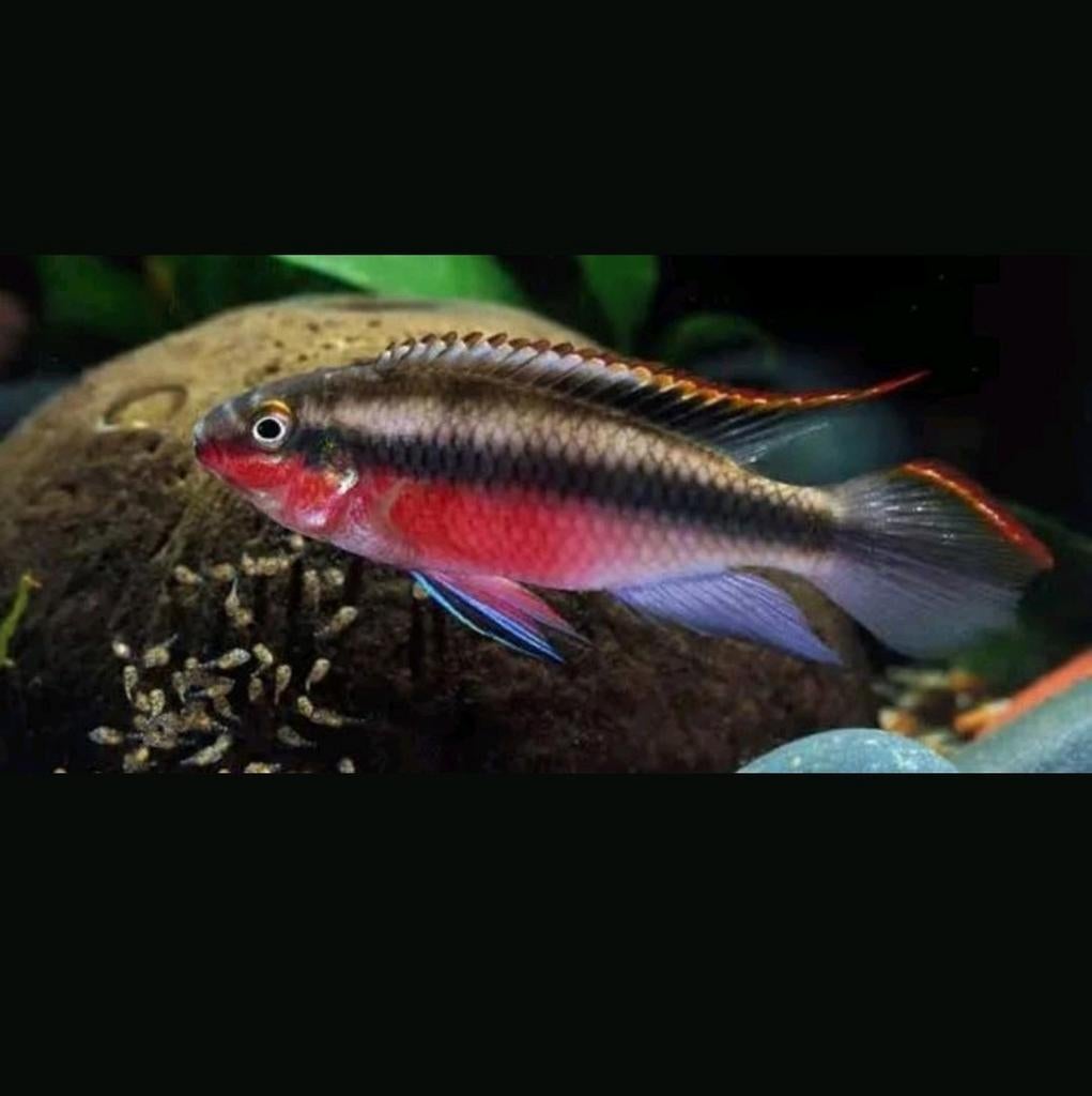 Kersenbuik cichliden (3), Poisson, Poisson d'eau douce