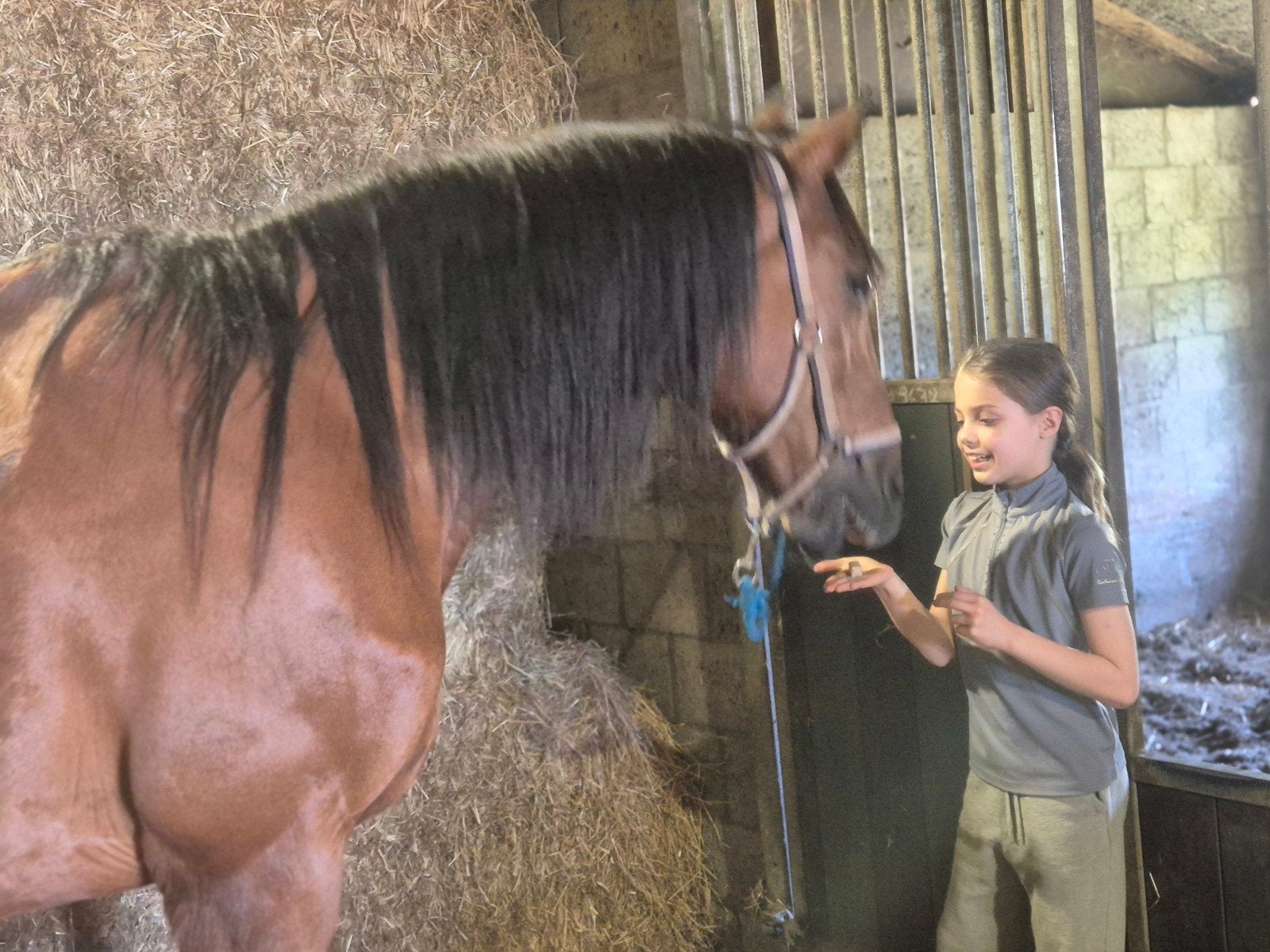 16 jarige knuffelbeer zoekt zijn juiste match, Avec puce électronique, 11 ans ou plus, Hongre, Moins de 160 cm