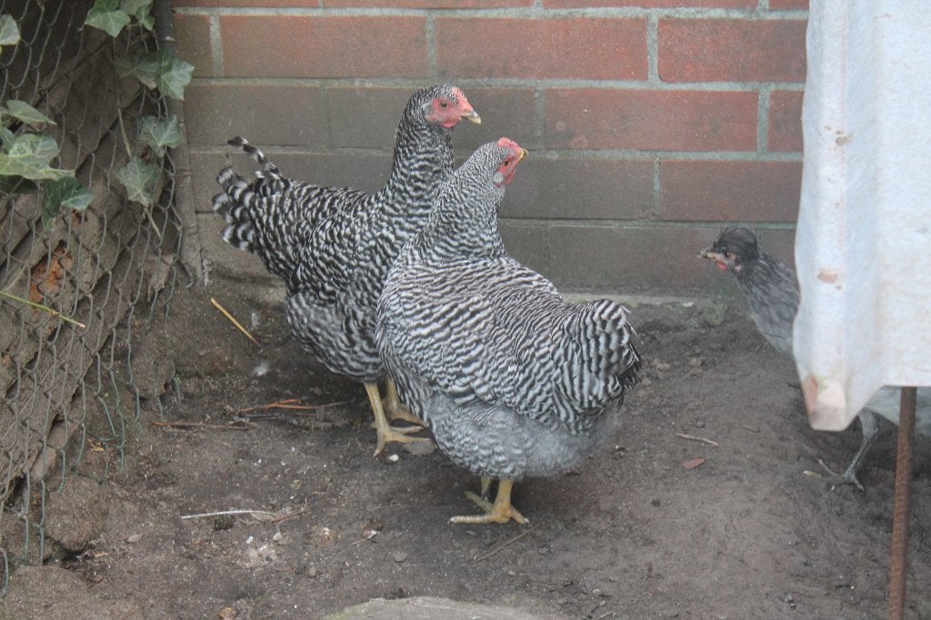 kippen mechelsekoekoek, Dieren en Toebehoren, Kip