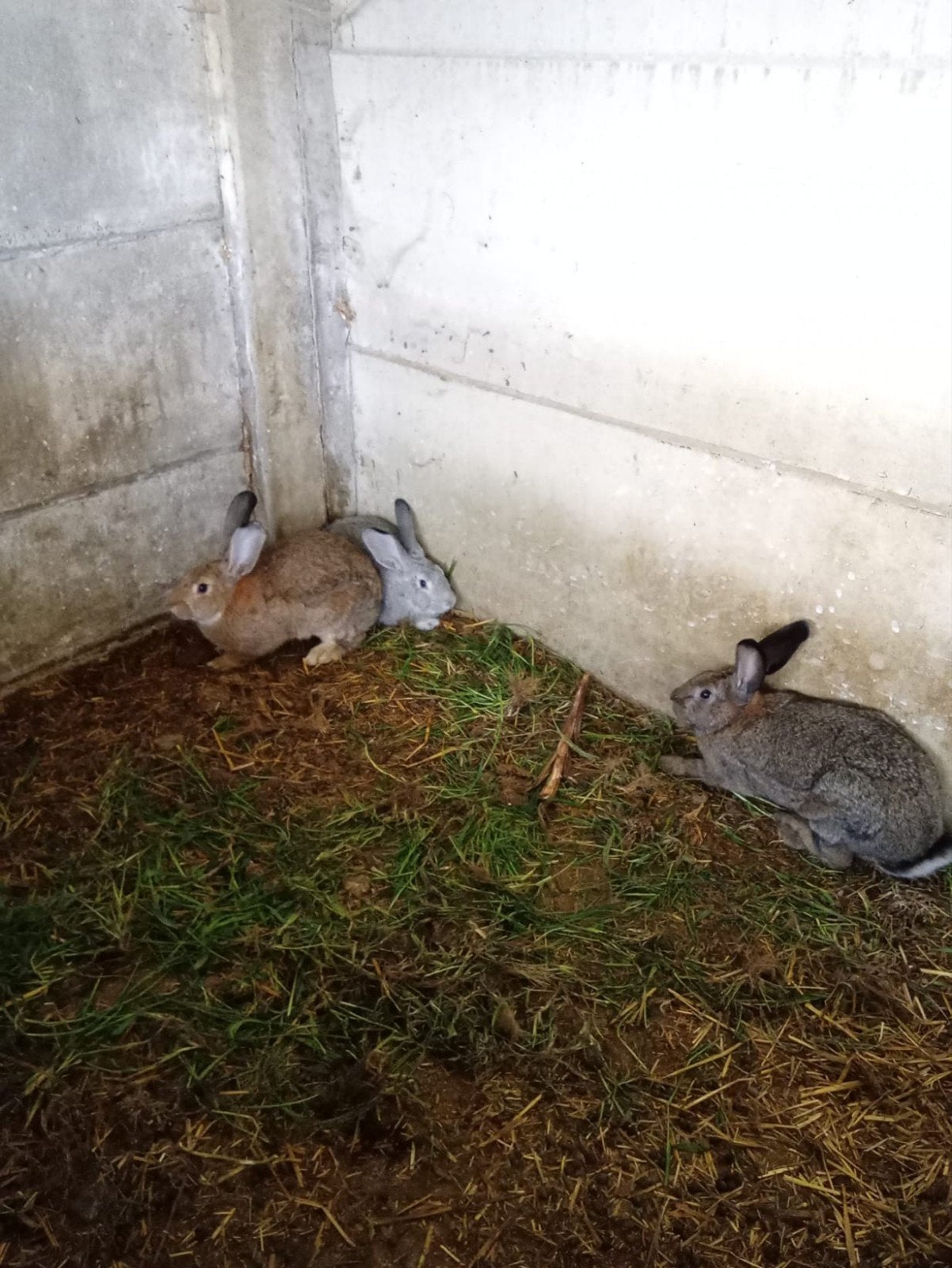 KONIJNEN TE KOOP, Dieren en Toebehoren, Konijnen, Mannelijk