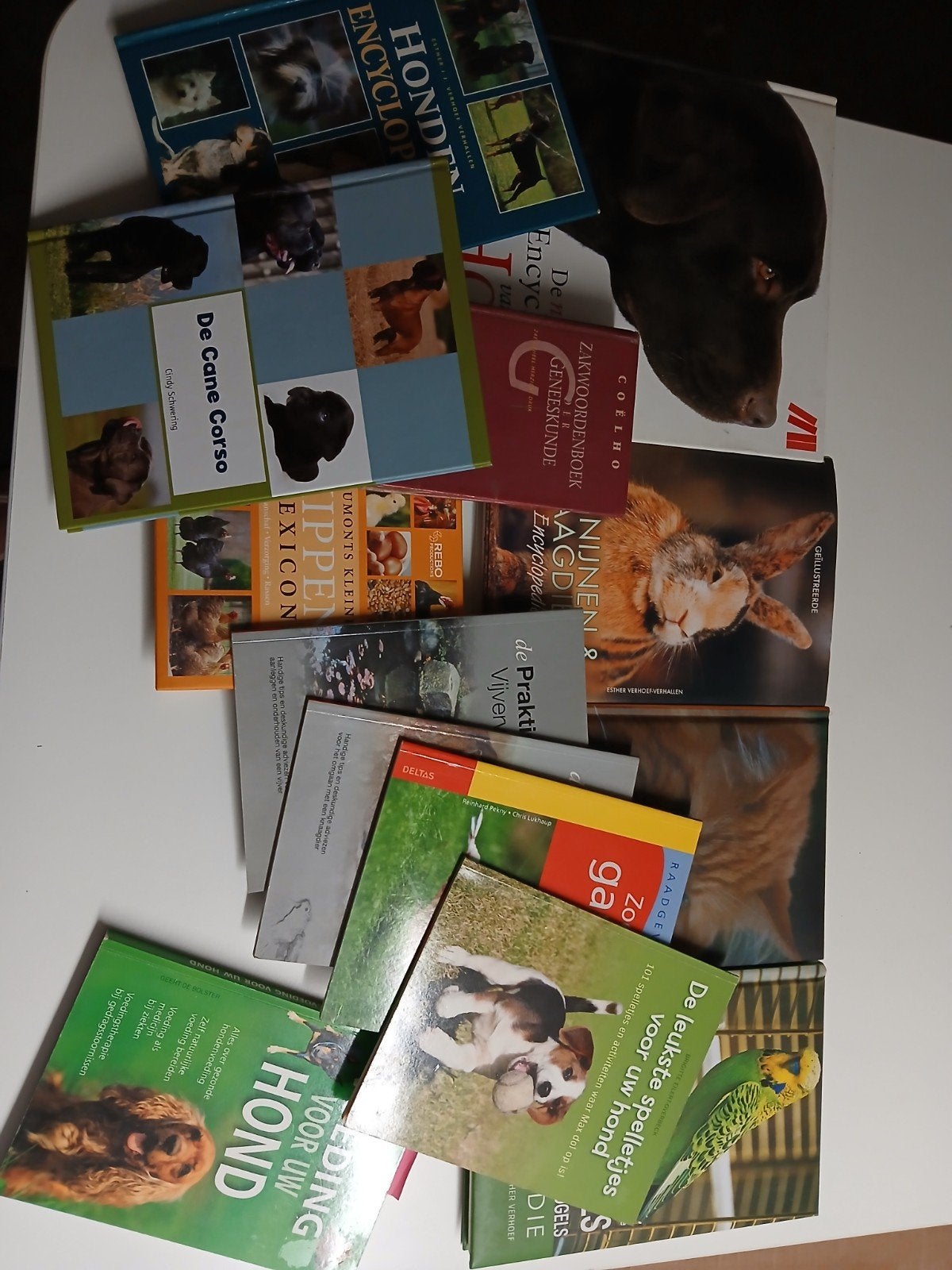 GRATIS af te halen. Boeken over dieren., Ophalen