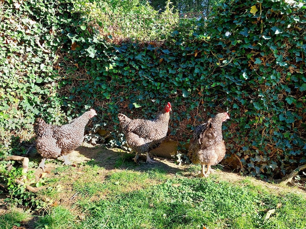 Mechelse koekoek (hennen), Vrouwelijk, Kip