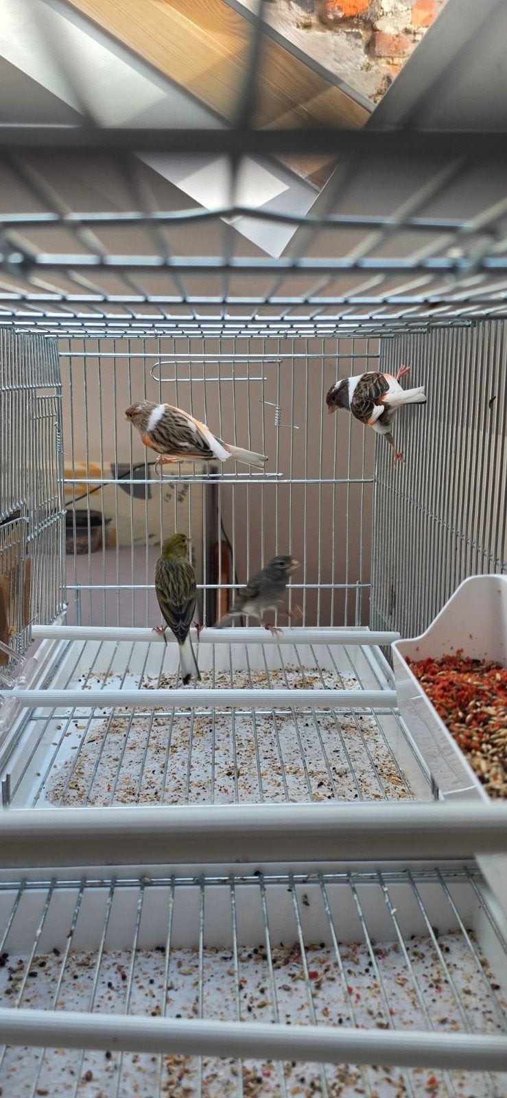 je vendre  2 couple  canaris avec la cage